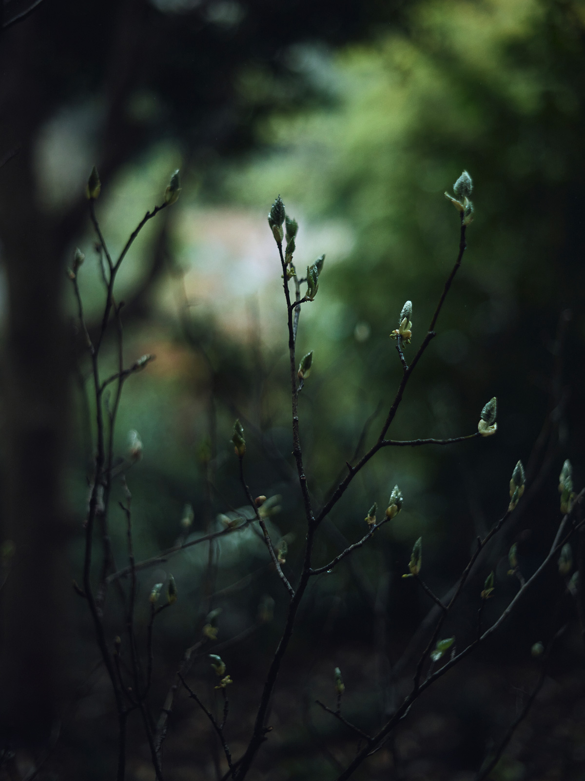 Cafune nature Cafune